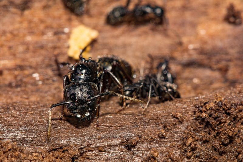 Black Ant Extermination in Rockwall, TX