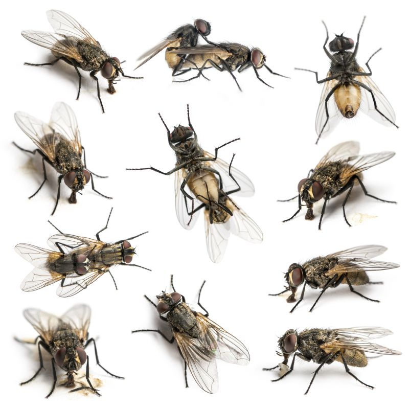 Fly Infestation Extermination detail
