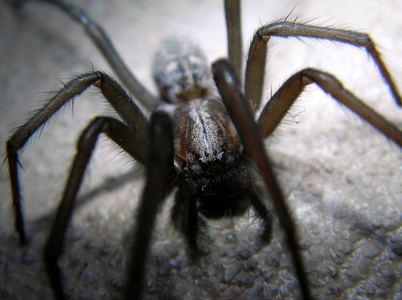 Huntsman Spider Extermination in Mckinney, TX