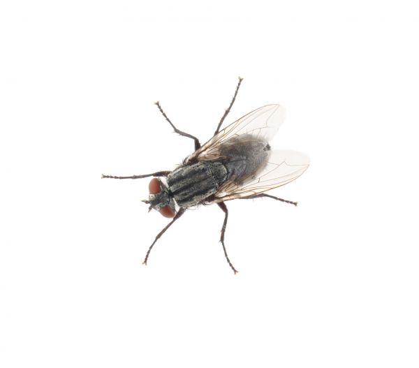 Fly Extermination Service